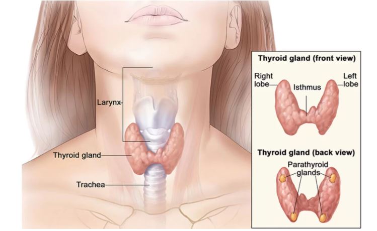 Thyroid 